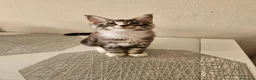 Maine Coon gatti in vendita: Nuova cucciolata !! 2 Maschi 1 femmina - Annuncio 4