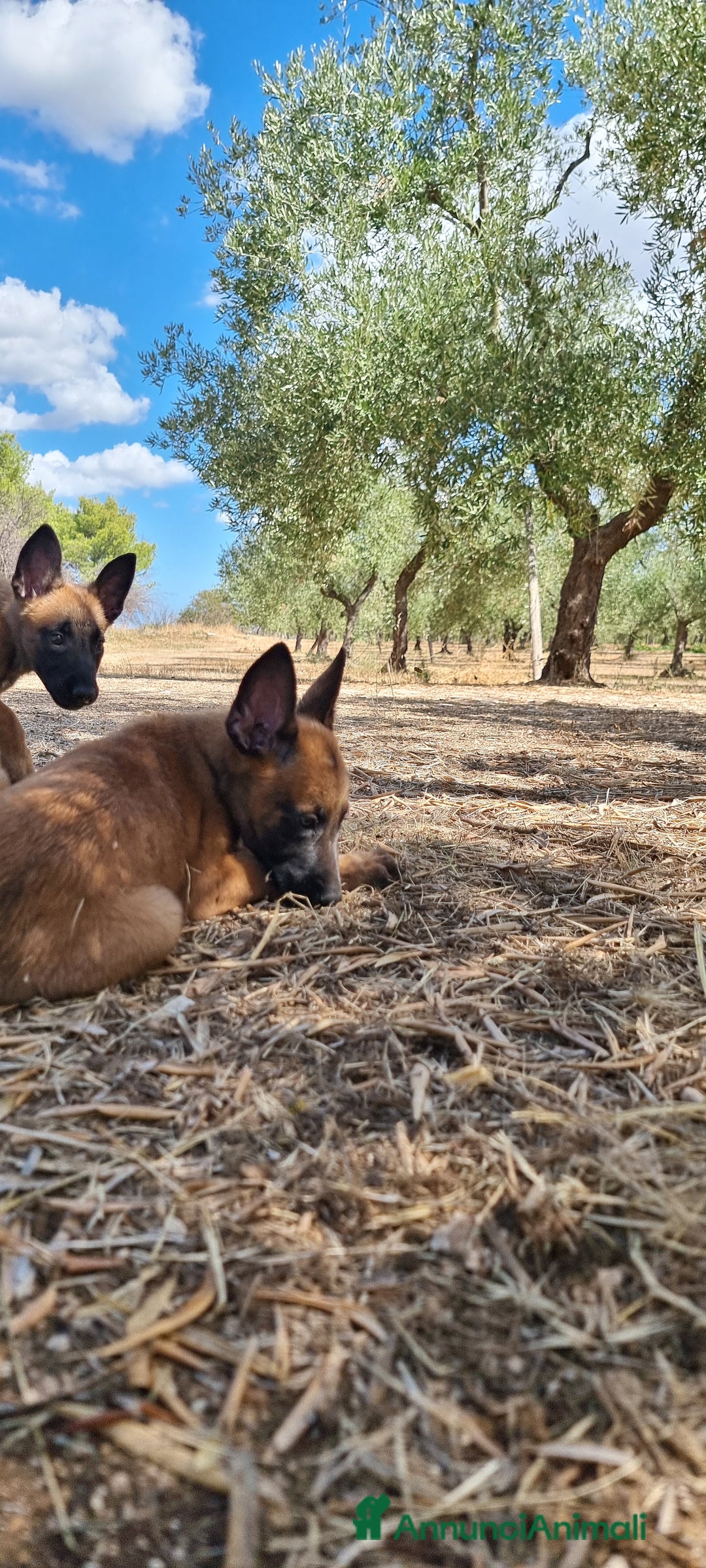 Pastore Belga cani in vendita: Cuccioli Pastore Belga Malinois Cosenza Calabria - Annuncio 4