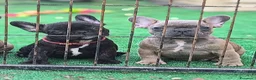 Bulldog Francese cani in vendita: Cuccioli di Bulldog francese - Annuncio 5