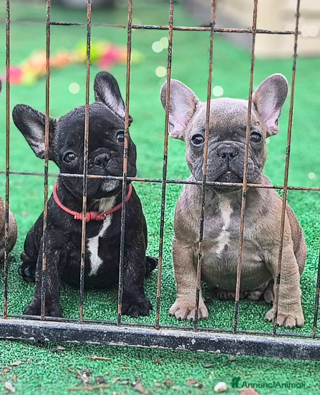 Bulldog Francese cani in vendita: Cuccioli di Bulldog francese - Annuncio 1