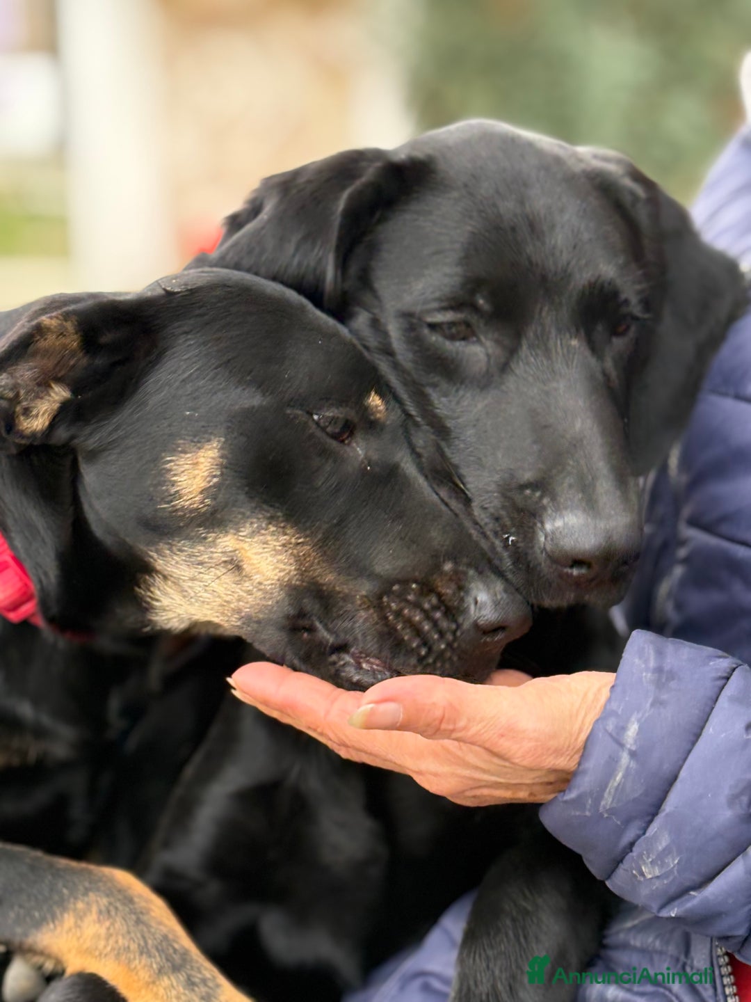 Altre razze cani in regalo: Alex e Susy cuccioli di 5 e 10 mesi cercano casa - Annuncio 3