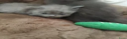 Altre razze gatti in vendita: Gattini Nebelung  - Annuncio 3