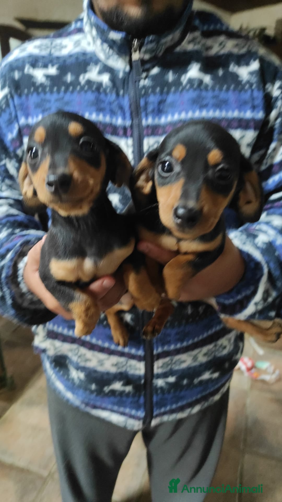 Bassotto cani in vendita: Bassotto Kaninchen a Provincia di Pavia - Immagine 5