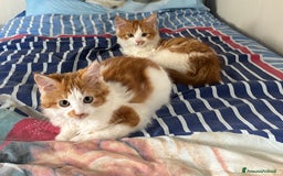 Siberiano gatti in vendita: Tre cucciole di gatto siberiano ipoallergenico - Immagine 7