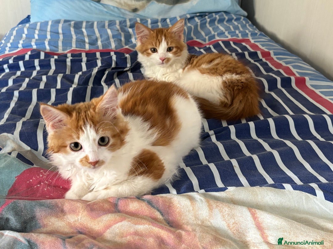 Siberiano gatti in vendita: Tre cucciole di gatto siberiano ipoallergenico - Immagine 7