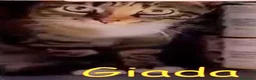 Europeo gatti in regalo:  GIADA MICINA DOLCISSIMA URGE ADOZIONE! - Annuncio 3