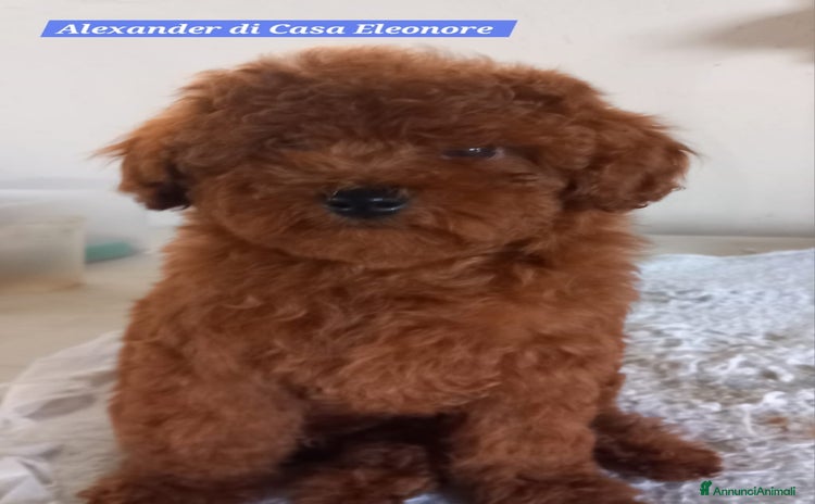 Barboncino Toy cani a Provincia di Novara - Annuncio 5