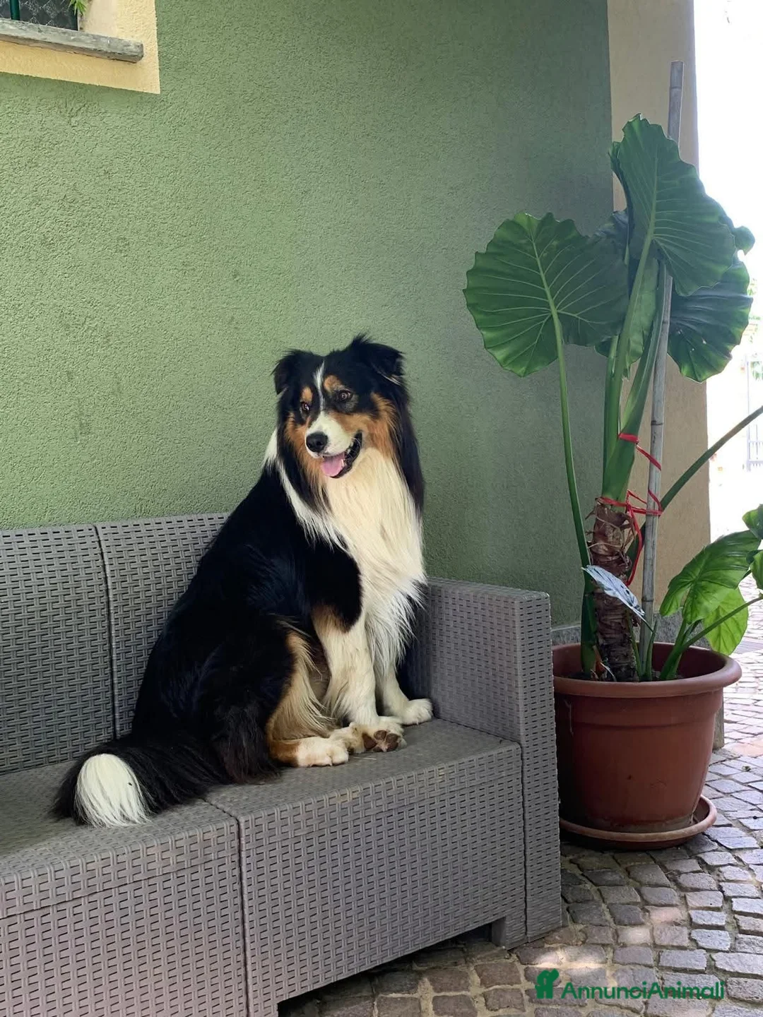 Australian Shepherd cani in vendita: Bellissimi cuccioli Pastore Australiano - Annuncio 15