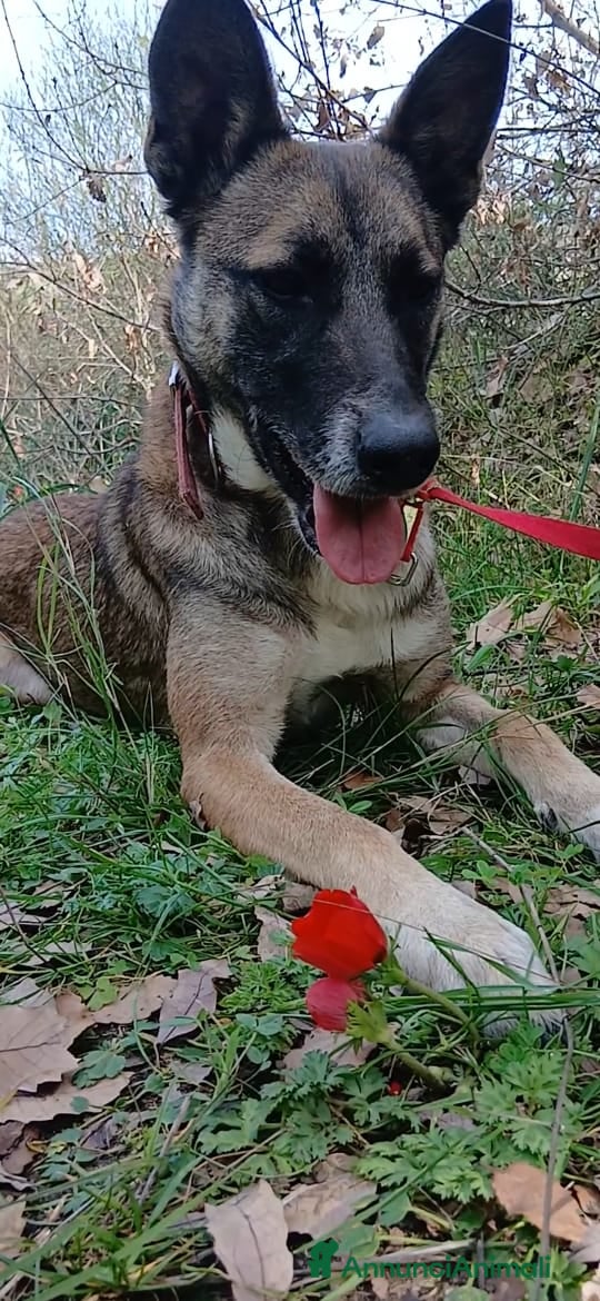 Meticcio cani Kira, energica e dolce simil Malinois - Annuncio 1