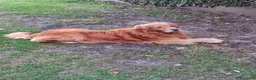 Golden Retriever cani per accoppiamento: Accoppiamento golden retriver a Provincia di Padova - Annuncio 3