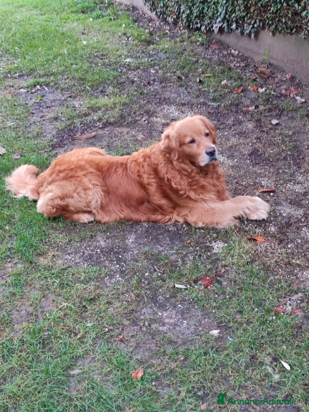Golden Retriever cani per accoppiamento: Accoppiamento golden retriver a Provincia di Padova - Annuncio 3