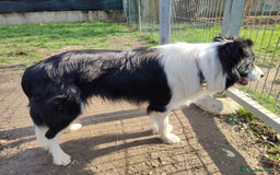 Border Collie cani per accoppiamento: Disponibile accoppiamento a Città Metropolitana di Venezia - Immagine 3