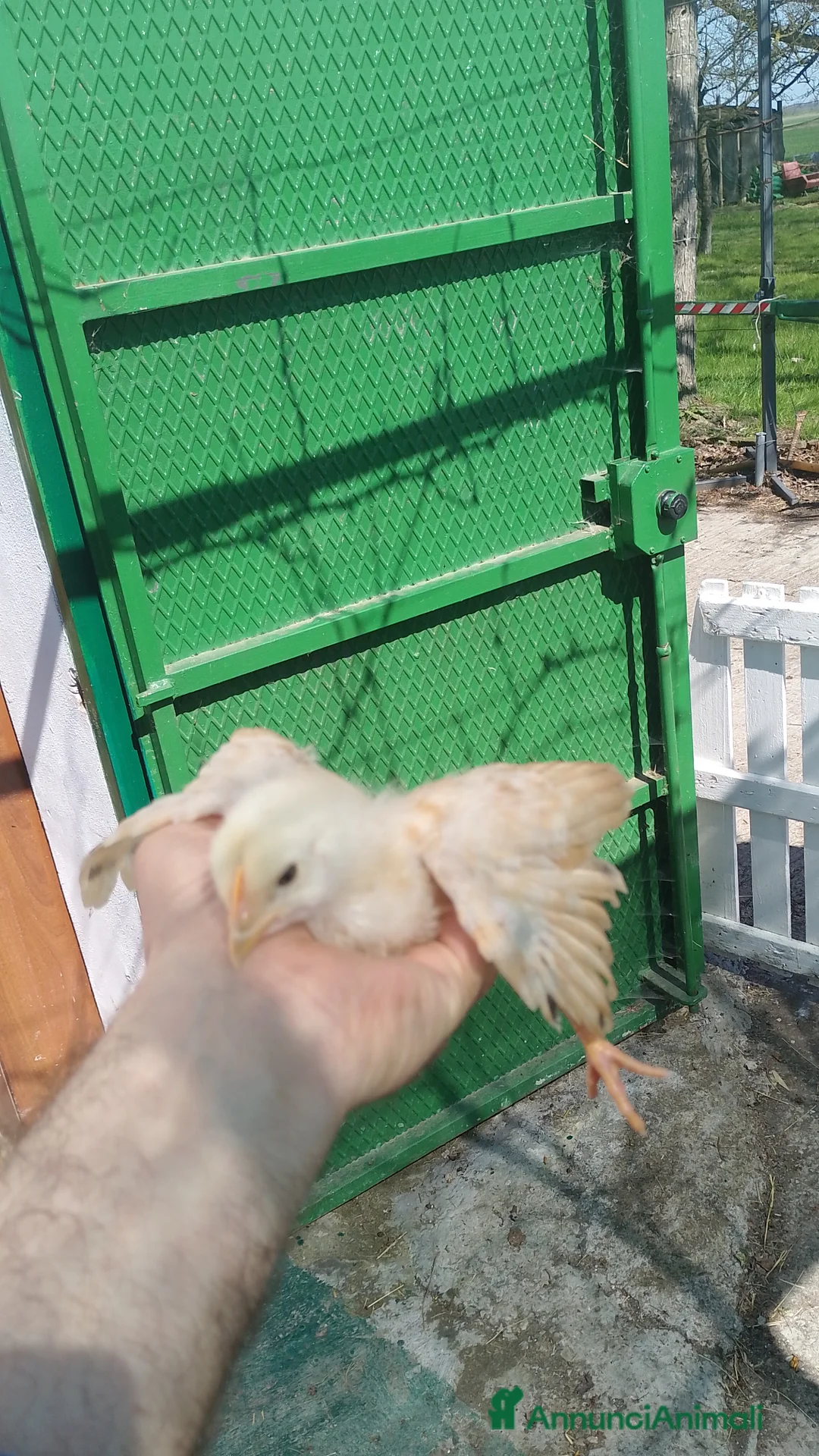 Meticcio gatti in vendita: Pulcini di Gallina  - Annuncio 3