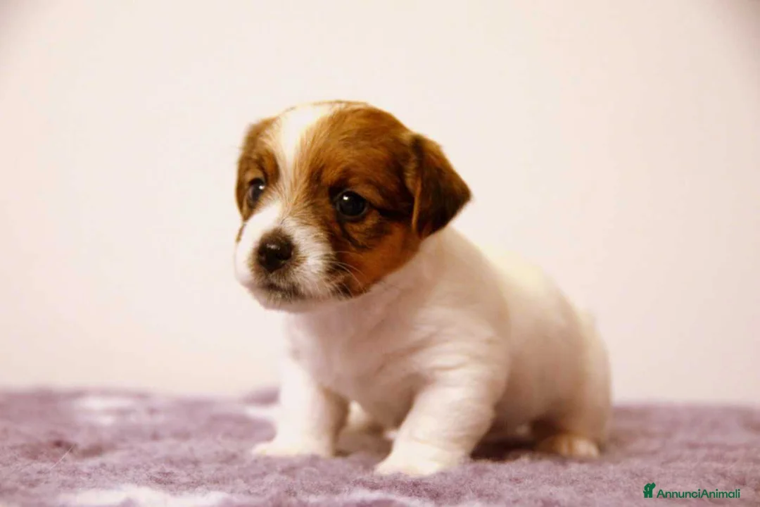 Immagine della galleria {{count}}