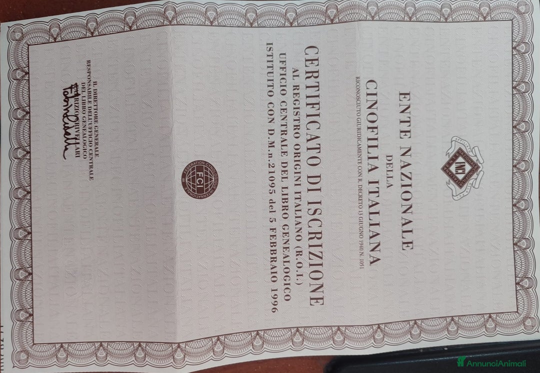 American Staffordshire cani in regalo: Amstaff maschio  - Immagine 9