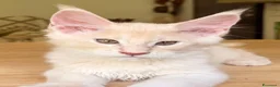 Maine Coon gatti in vendita: Allevamento Maine Coon Misty Woods - Annuncio 26