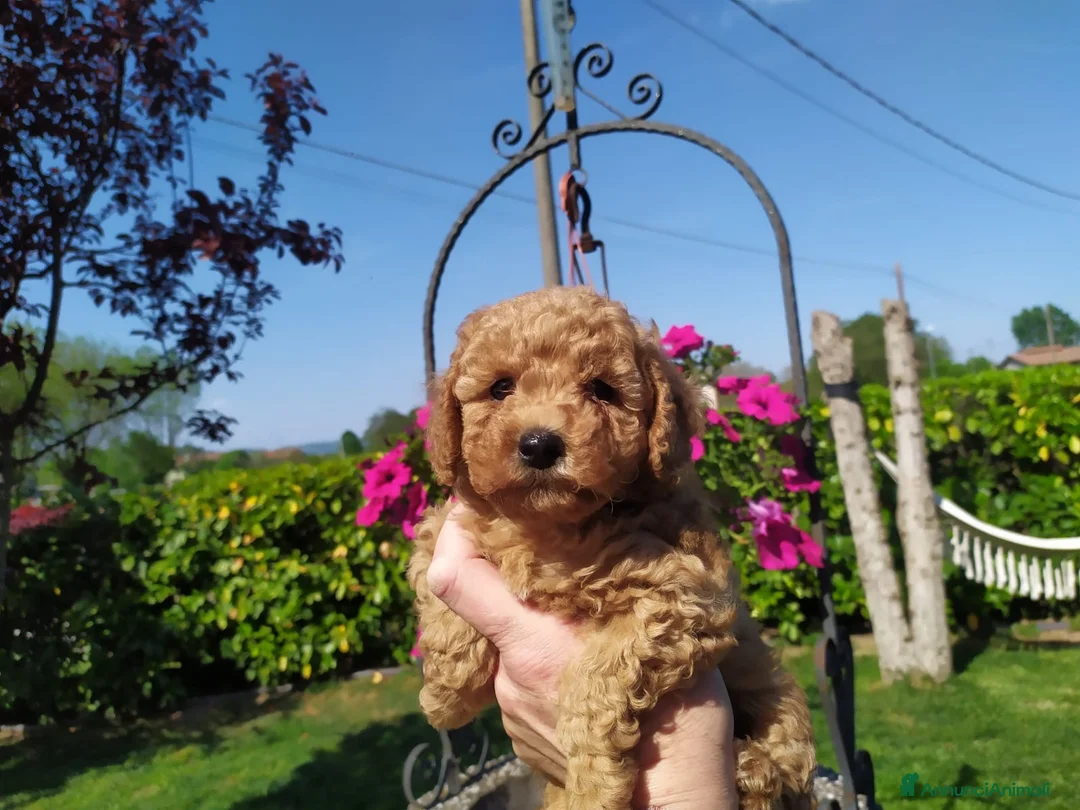 Barboncino cani in vendita: Barboncino nano fulvo - Annuncio 1