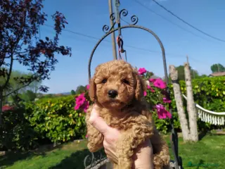 Barboncino cani Barboncino nano fulvo - Annuncio 1