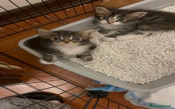 Maine Coon gatti in vendita: Cuccioli di Maine coon a Provincia di Mantova - Immagine 2