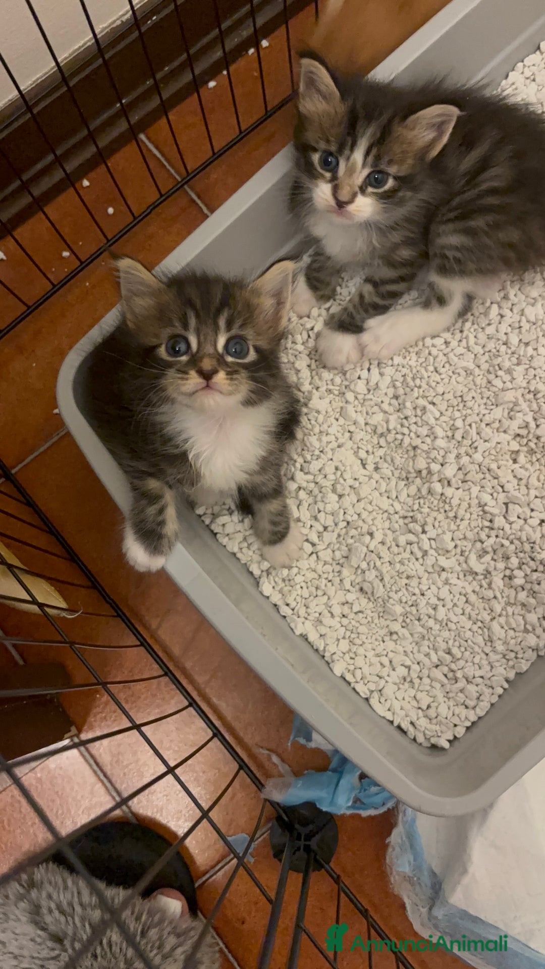 Maine Coon gatti in vendita: Cuccioli di Maine coon a Provincia di Mantova - Immagine 2