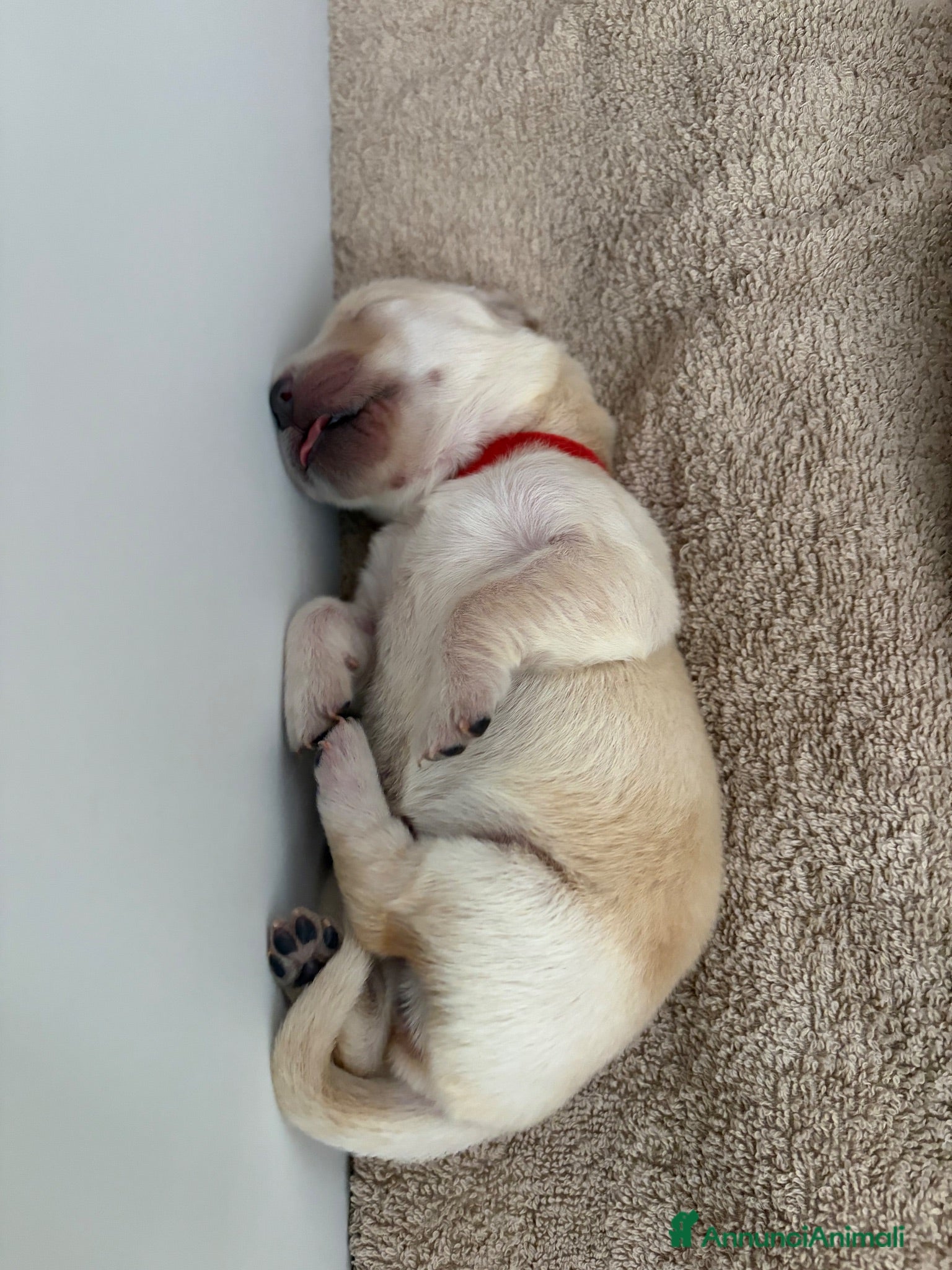 Golden Retriever cani Cuccioli di golden Retriever  - Annuncio 2