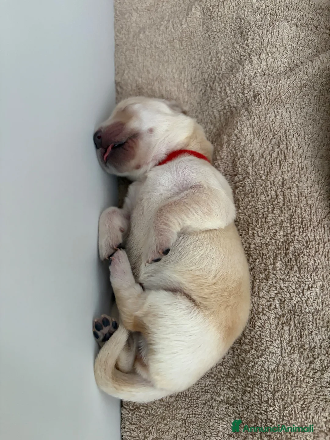 Golden Retriever cani in vendita: Cuccioli di golden Retriever  - Annuncio 2
