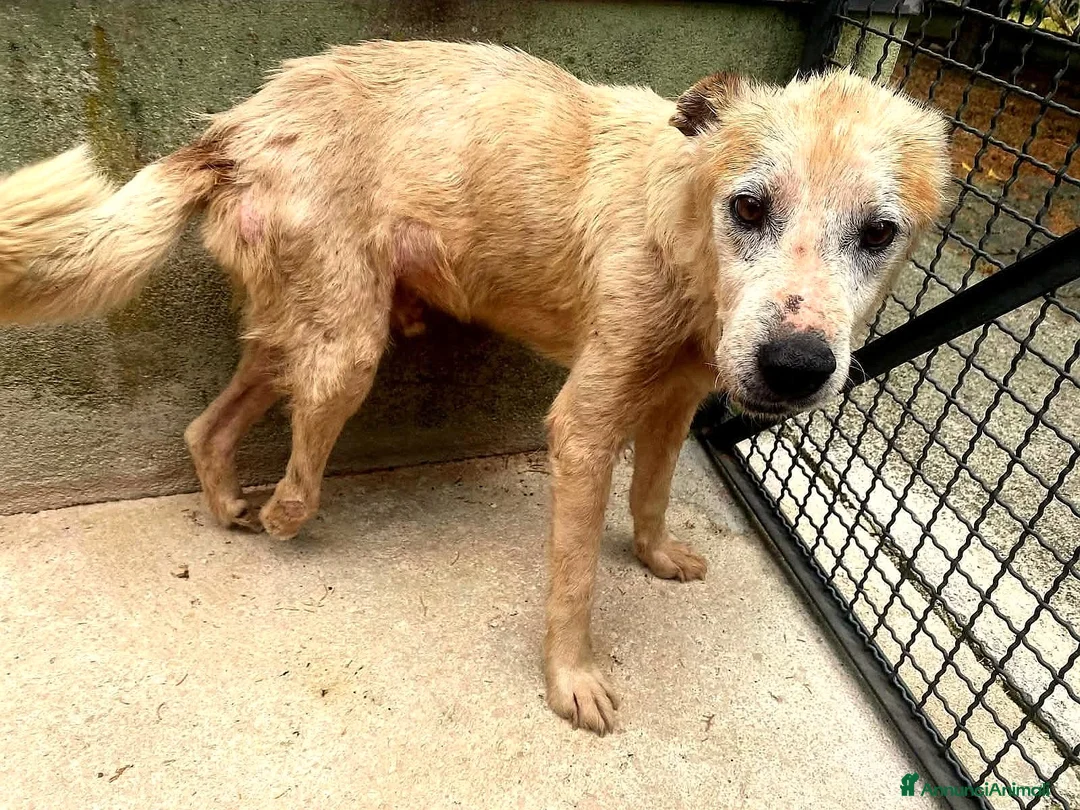 Meticcio cani in regalo: ADOZ.DEL💔:in canile da tuttala vita!UN INVISIBILE - Annuncio 1