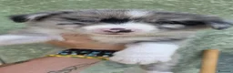 Border Collie cani in vendita: Border collie 2026 - Annuncio 2