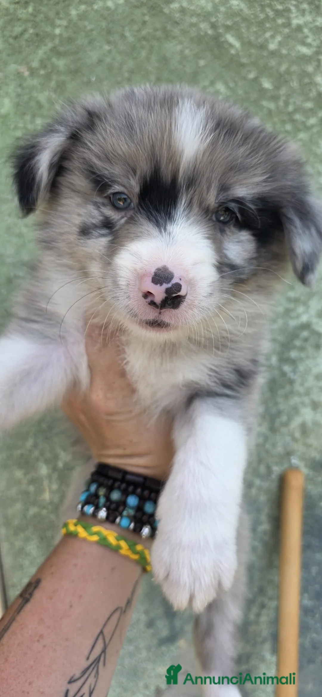 Border Collie cani in vendita: Border collie 2026 - Annuncio 2
