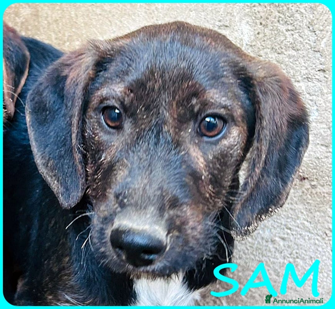 Bassotto cani in regalo: FRED E SAM CUCCIOLI 6 MESI SIMIL BASSOTTINI  - Annuncio 6