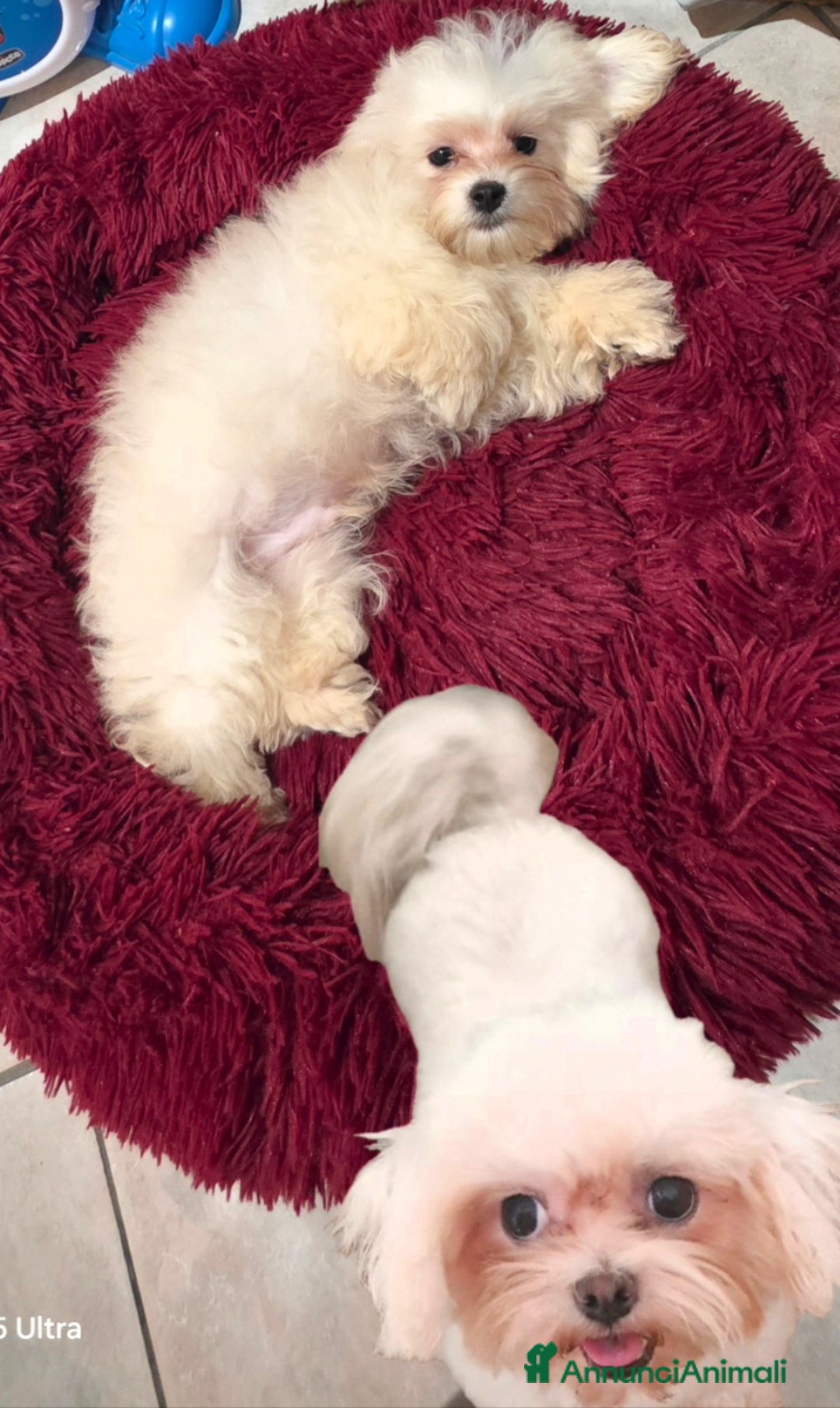 Meticcio cani in vendita: Maltipoo  - Annuncio 15