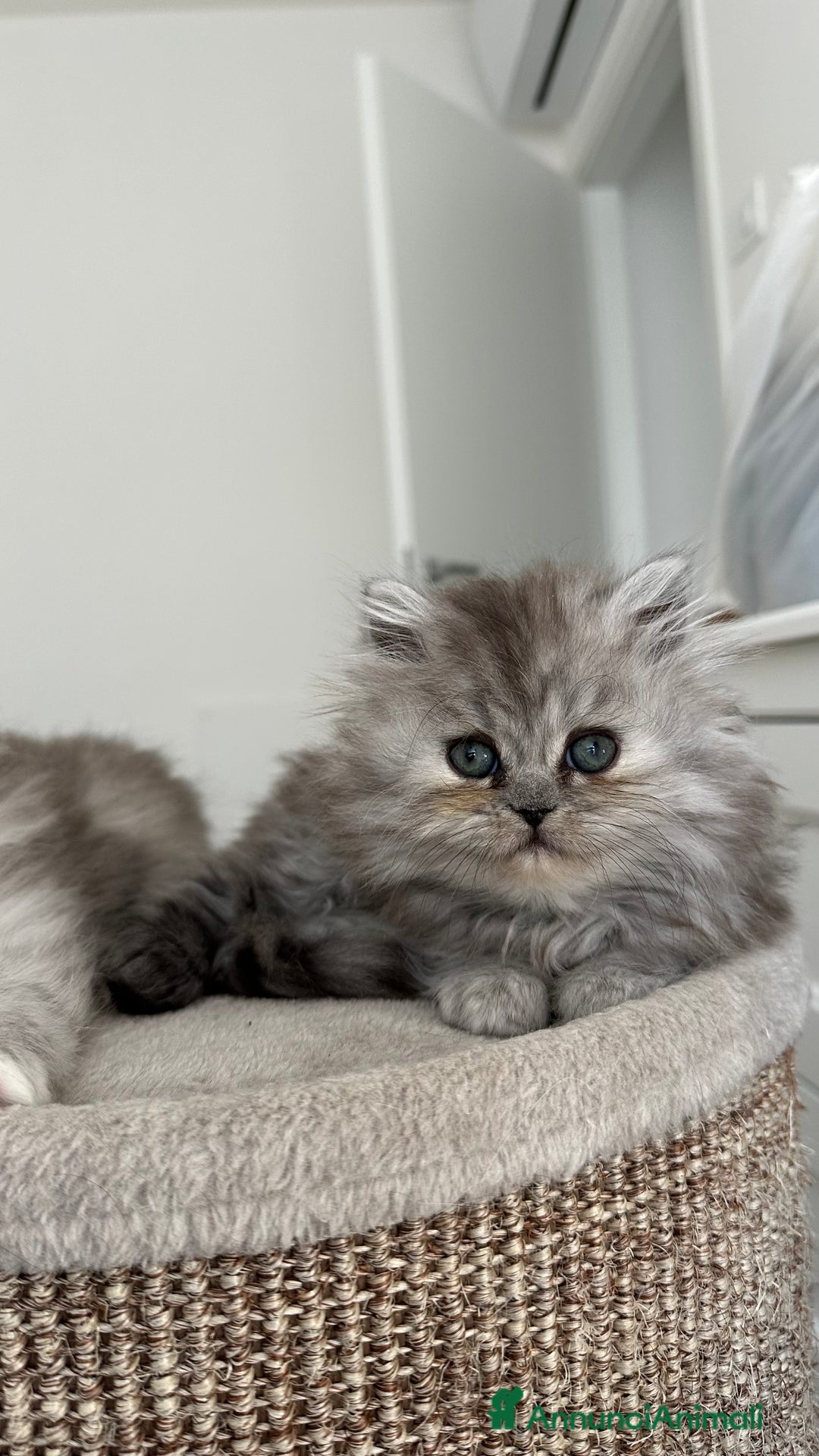 Persiano gatti in vendita: Gattina persiana chincilla Fumè - Annuncio 6