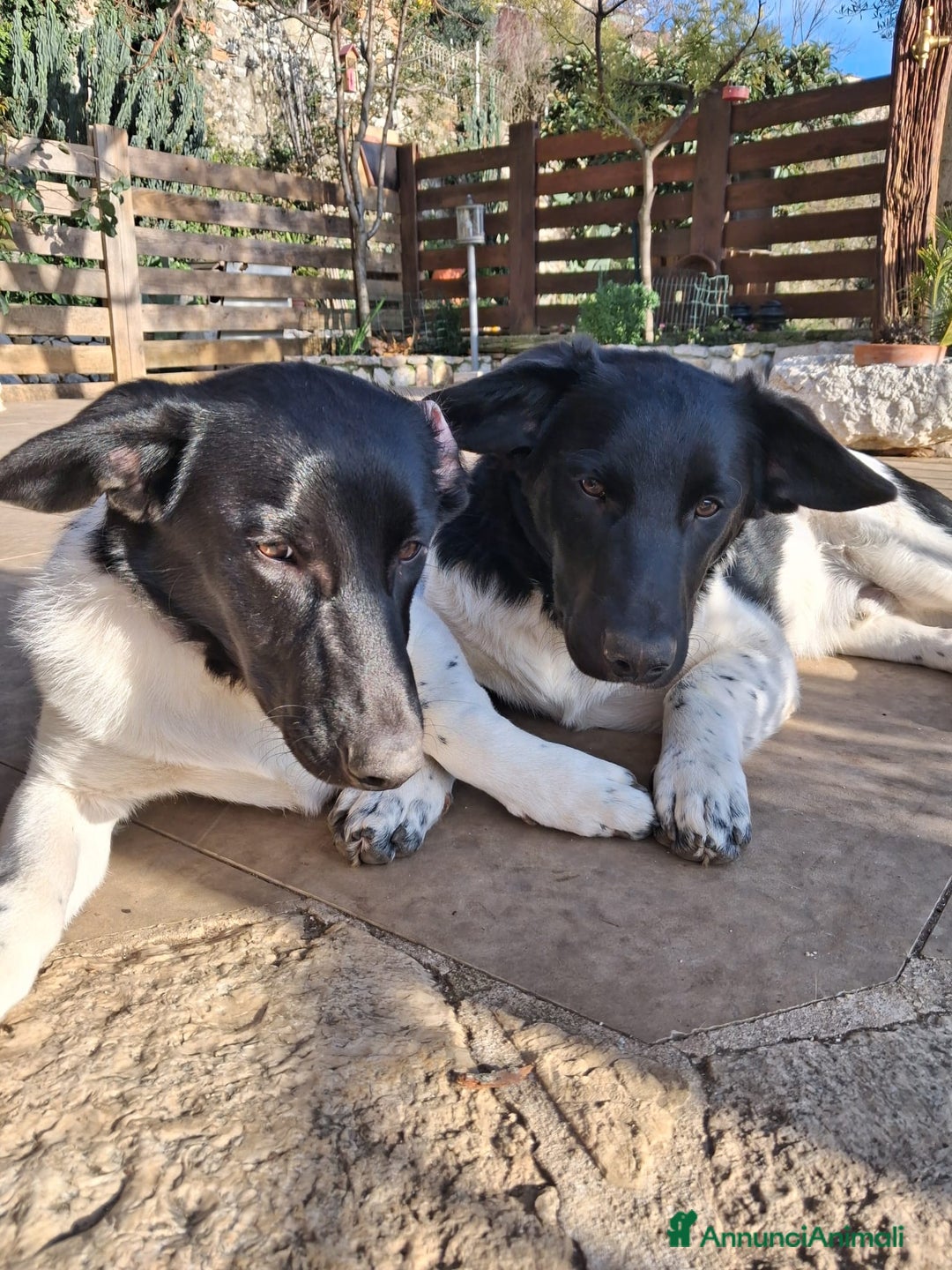 Meticcio cani in regalo: CI ADOTTI? - Annuncio 2