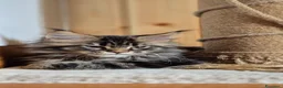 Maine Coon gatti in vendita: Maincoons cuccioli - Annuncio 3