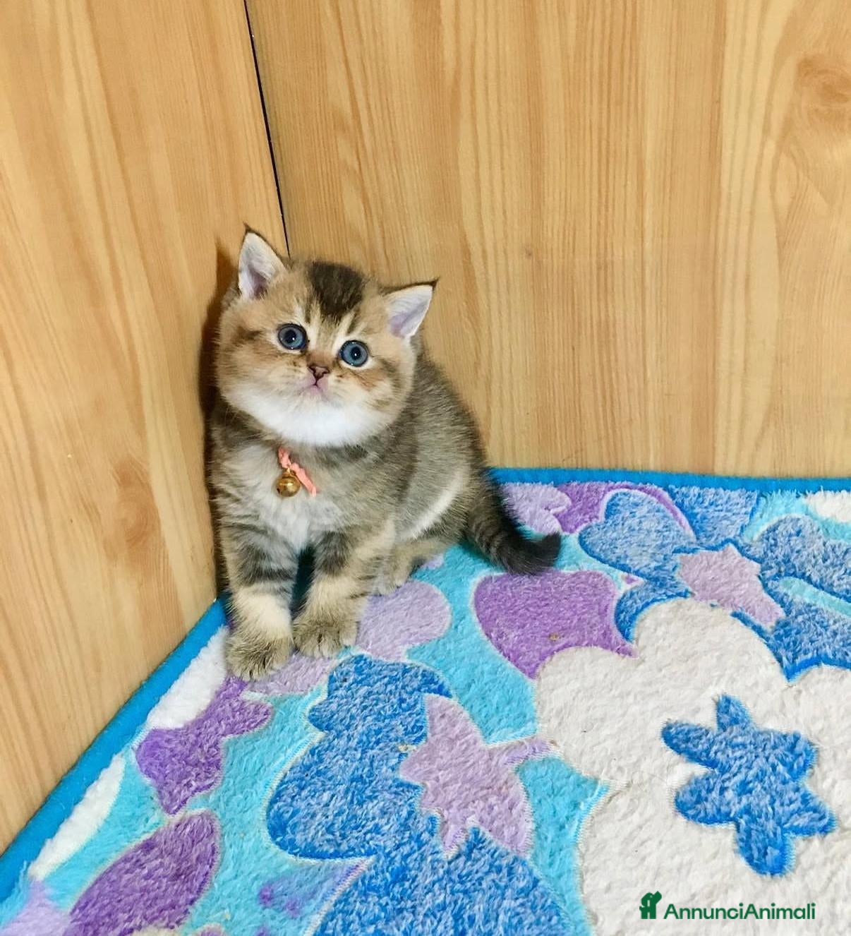 British gatti Bellissimi cuccioli di british shorthair golden - Annuncio 1