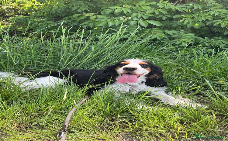 Cocker cani a Ente di decentramento regionale di Udine - Annuncio 4