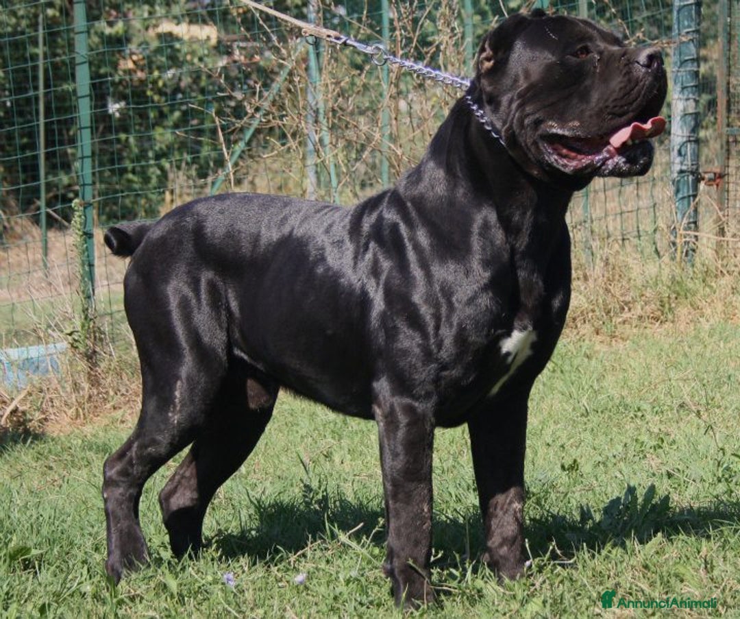 Immagine della galleria {{count}}