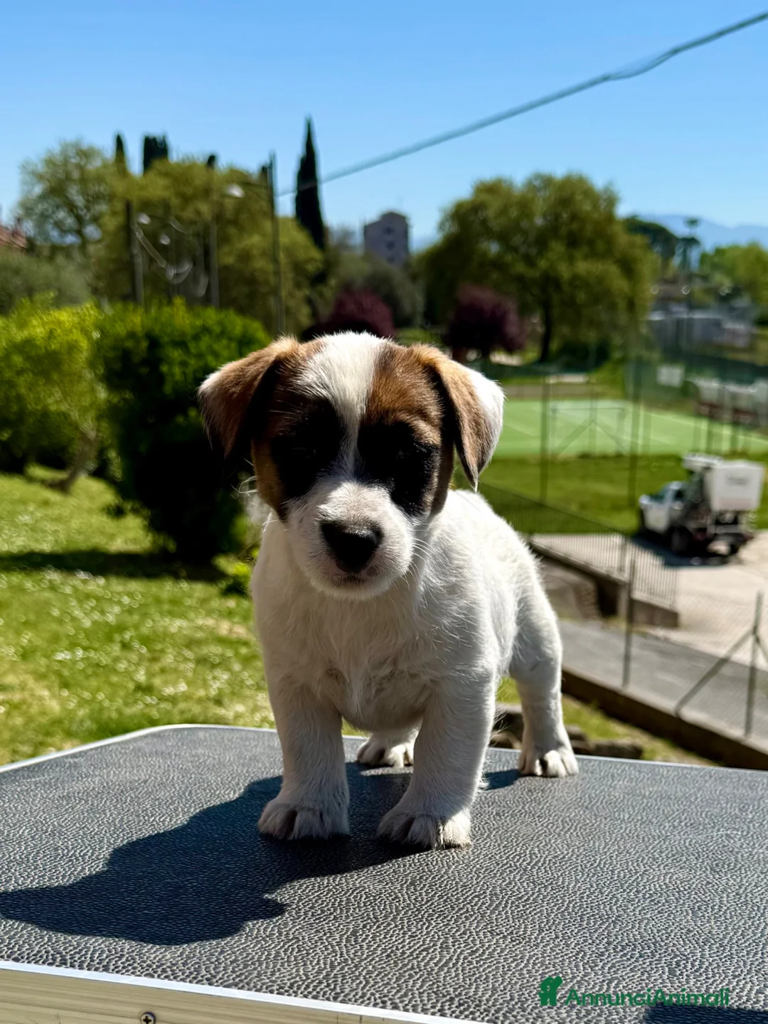 Jack Russell cani in vendita: Jack Russell altissima genealogia a Città metropolitana di Roma Capitale - Annuncio 9