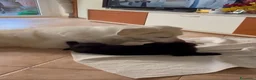 Meticcio cani in regalo: Dulcinea cucciola adorabile  - Annuncio 6