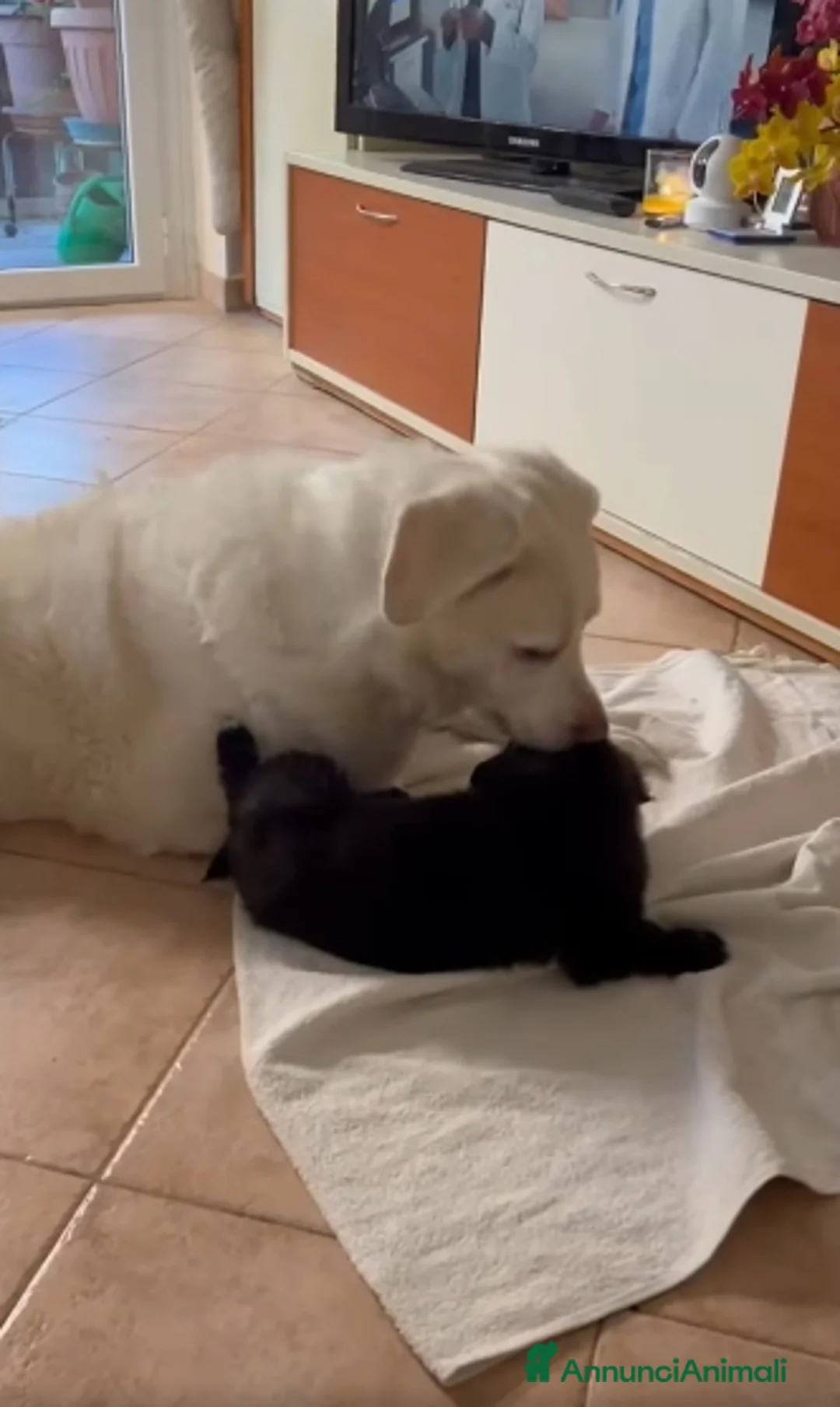 Meticcio cani in regalo: Dulcinea cucciola adorabile  - Annuncio 6
