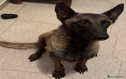 Pastore Belga cani in regalo: Raja - pastore belga malinois 4 anni in adozione a Provincia di Latina - Immagine 3