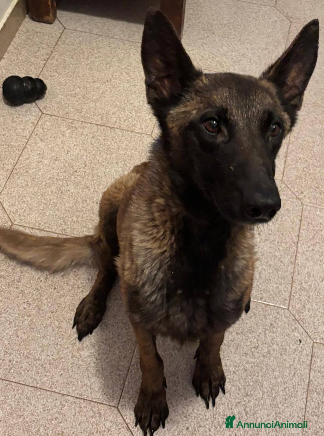 Pastore Belga cani in regalo: Raja - pastore belga malinois 4 anni in adozione a Provincia di Latina - Immagine 3
