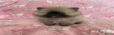 Volpino Pomerania Cucciolo 4
