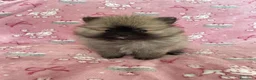 Volpino Pomerania cani in vendita: Adorabili cuccioli di Pomerania disponibili - Annuncio 10