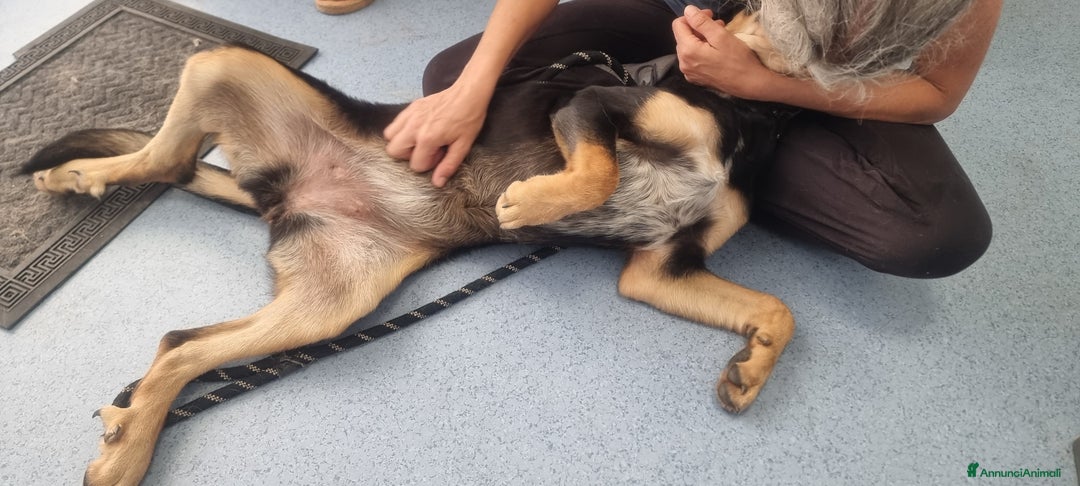 Segugio cani in regalo: Tiara - Annuncio 3