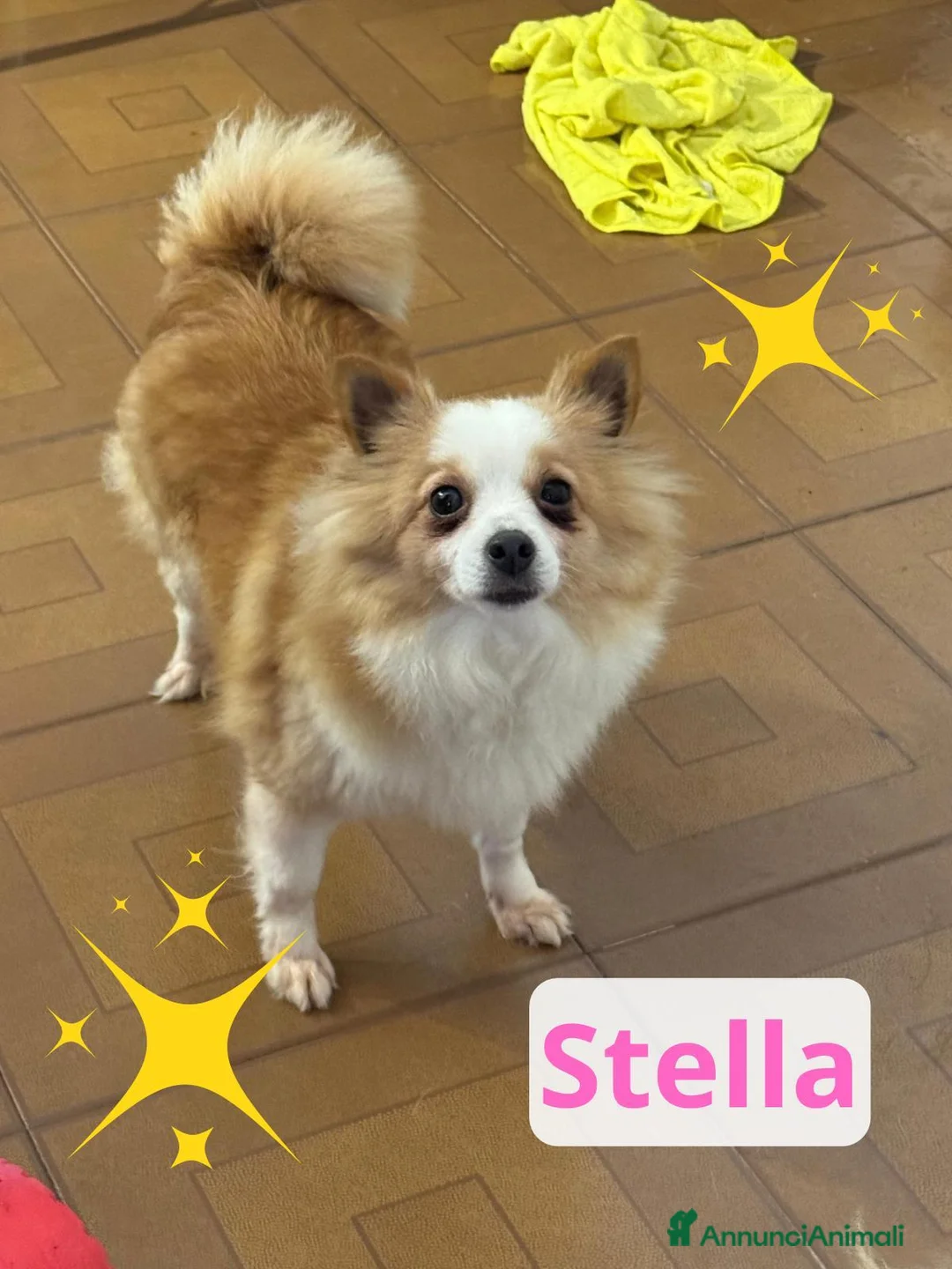 Meticcio cani in regalo: Stella - Annuncio 1