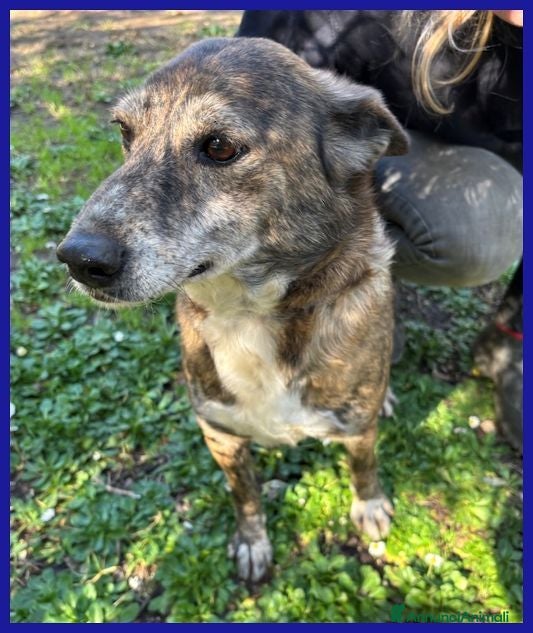 Meticcio cani WILMA Flintstone dolce nonnina - Annuncio 28
