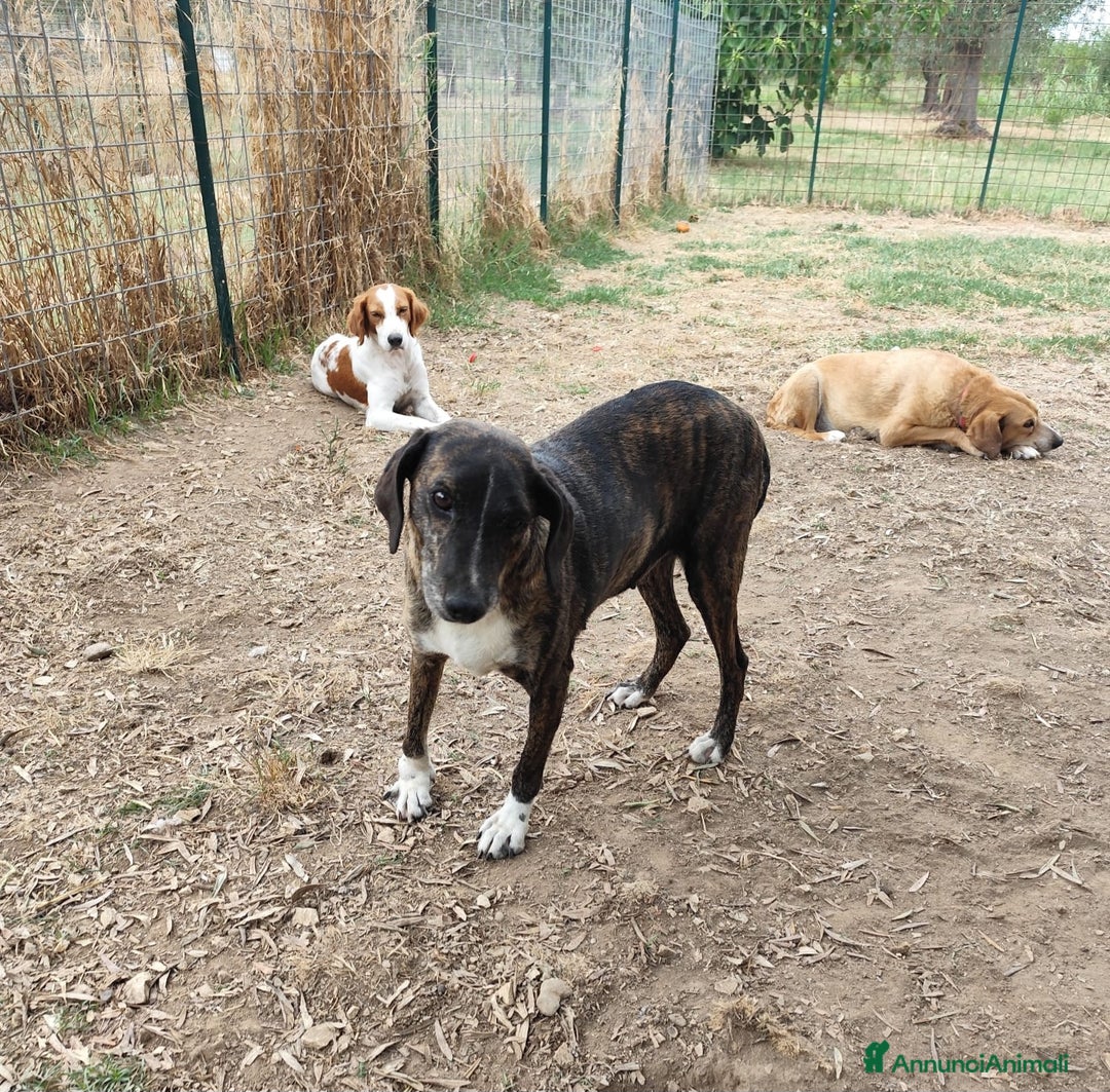 Meticcio cani in regalo: Cannella... adozione del SUPER CUORE ❤️ - Annuncio 3
