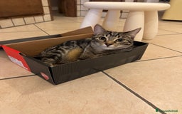 Meticcio gatti in regalo: REGALO GATTINE a Provincia di Brescia - Immagine 2