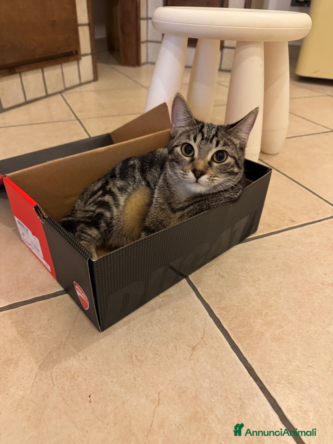 Meticcio gatti in regalo: REGALO GATTINE a Provincia di Brescia - Immagine 2